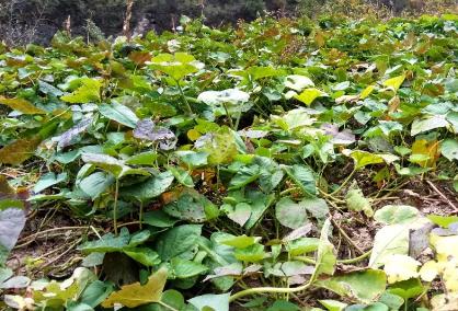 紅薯塊根膨大期葉面肥廠家厚禾生物增產有4招